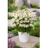 Złocień wielki Dwarf Snow Lady, Leucanthemum x superbum