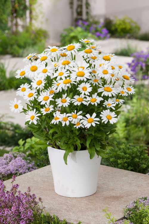Złocień wielki Dwarf Snow Lady, Leucanthemum x superbum