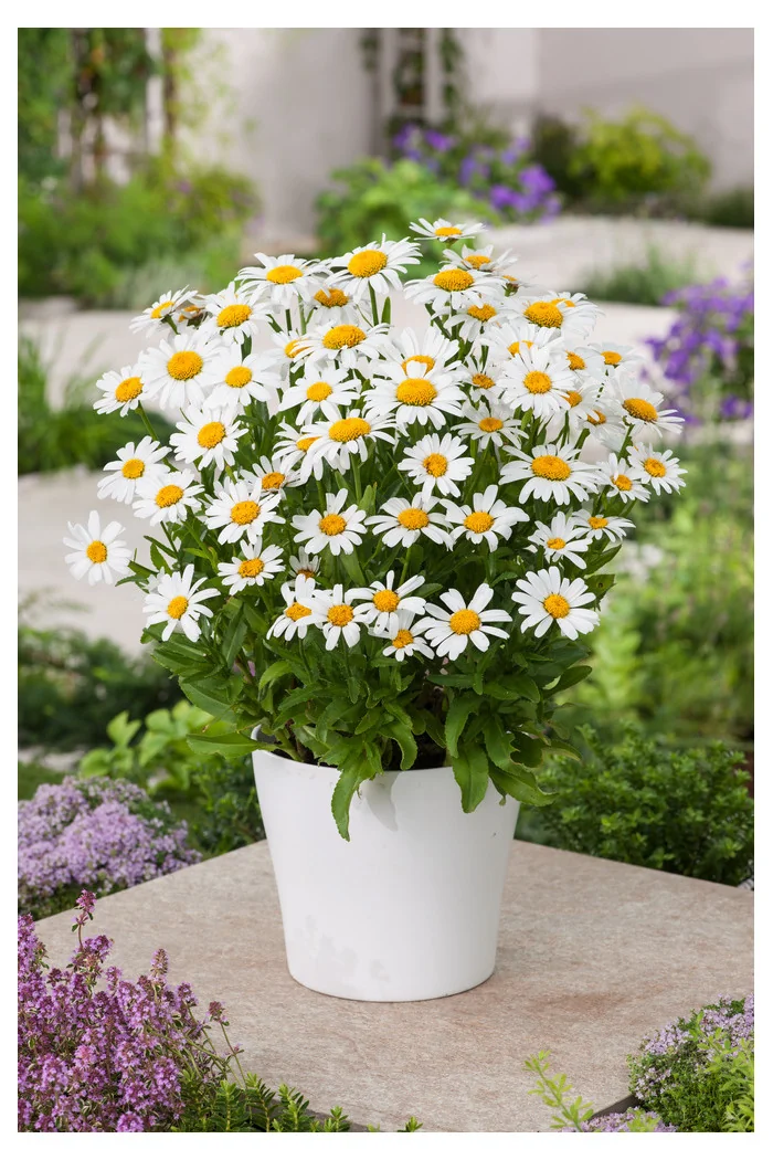 Złocień wielki Dwarf Snow Lady, Leucanthemum x superbum