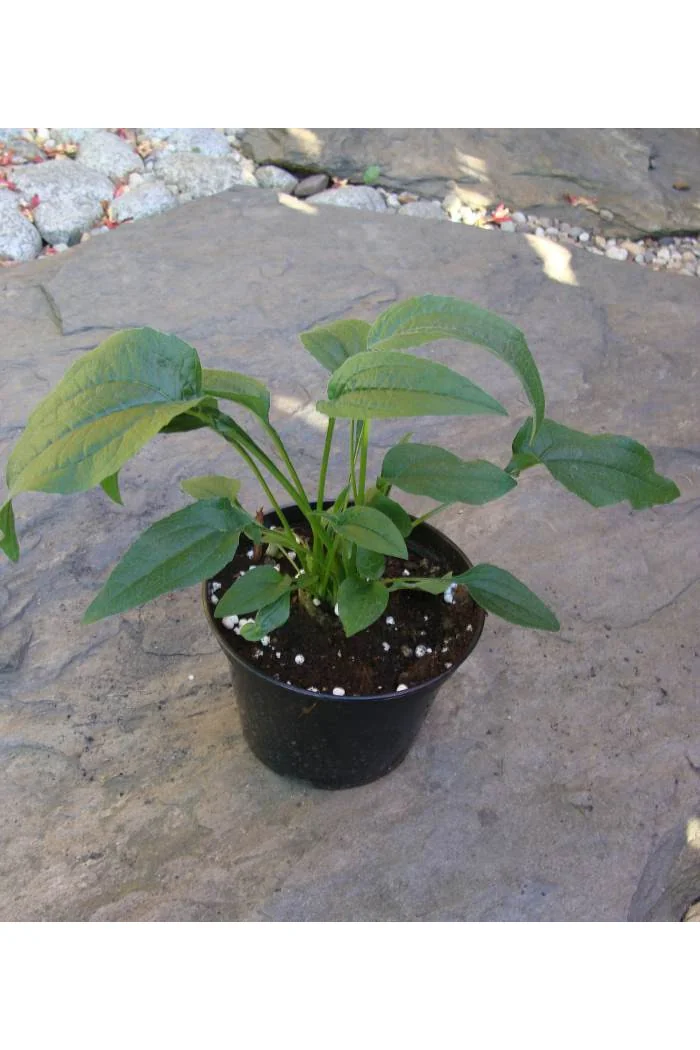 Jeżówka 'Now Cheesier' Echinacea