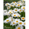 Złocień wielki Dwarf Snow Lady, Leucanthemum x superbum