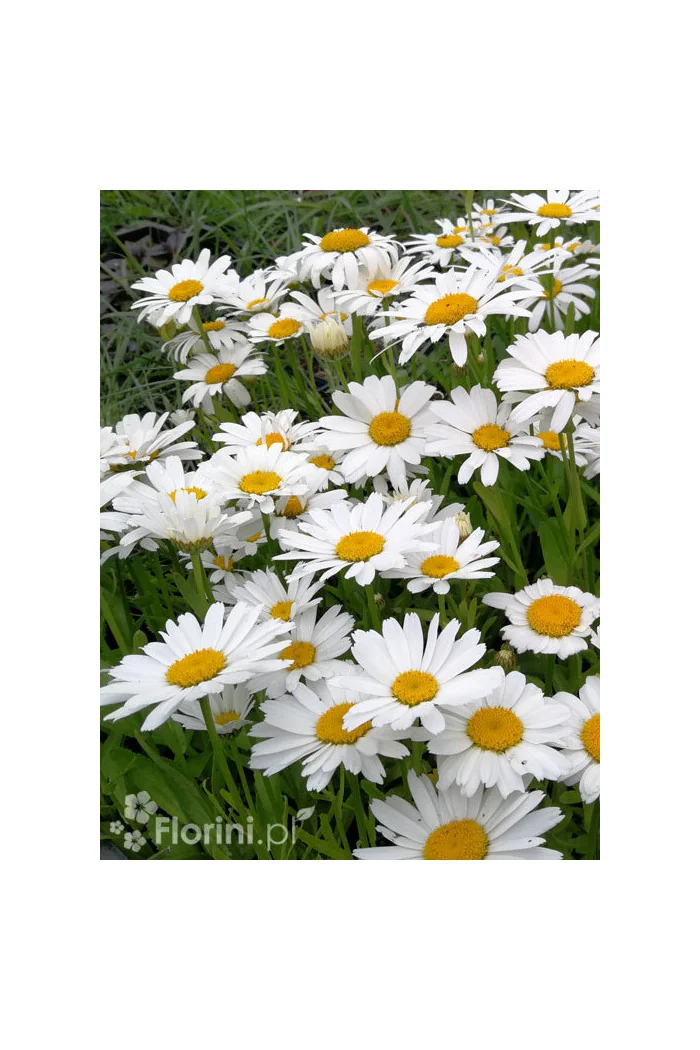 Złocień wielki Dwarf Snow Lady, Leucanthemum x superbum