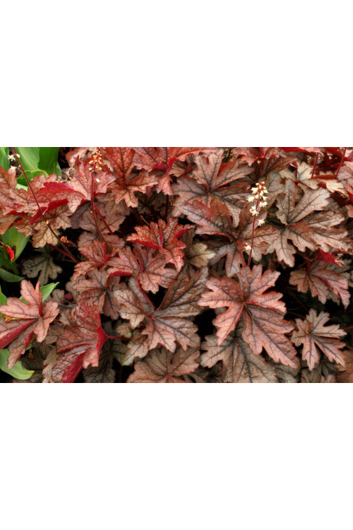 Żuraweczka 'Gunsmoke' Heucherella