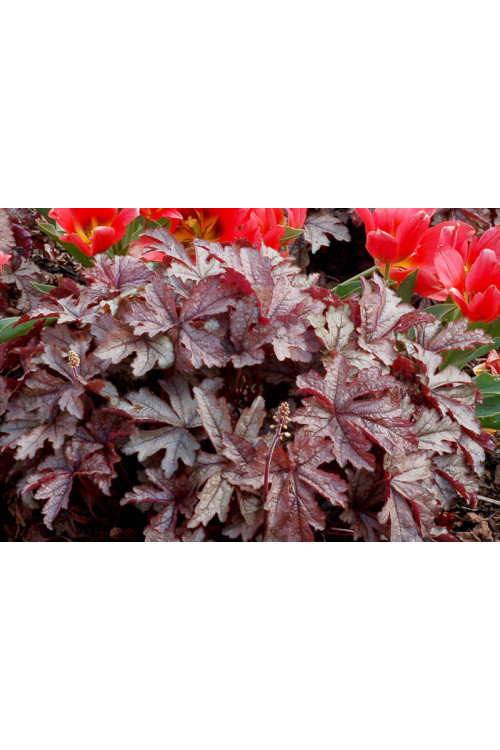 Żuraweczka 'Gunsmoke' Heucherella