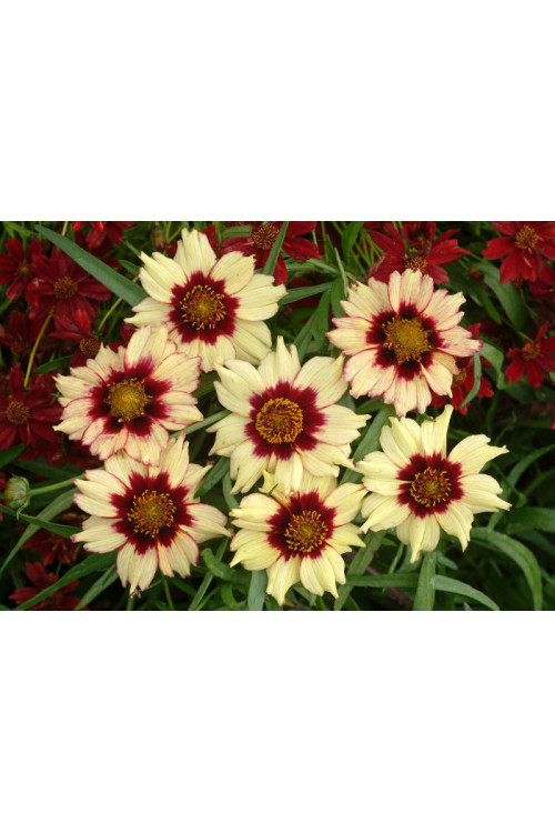 Nachyłek 'Autumn Blush' Coreopsis