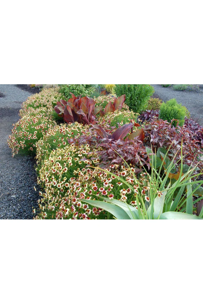 Nachyłek 'Autumn Blush' Coreopsis