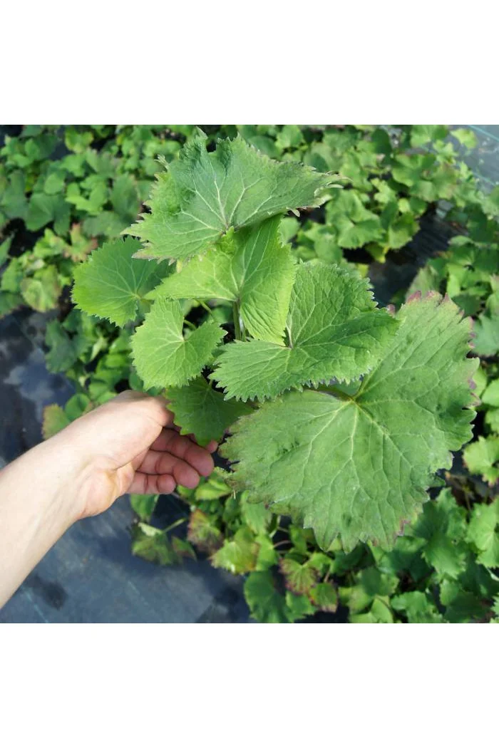 Języczka 'Zepter' Ligularia