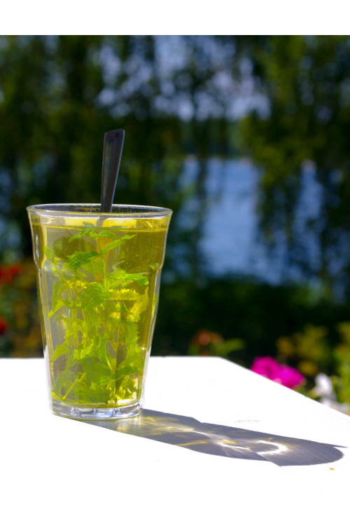 Mięta truskawkowa Mentha x piperita