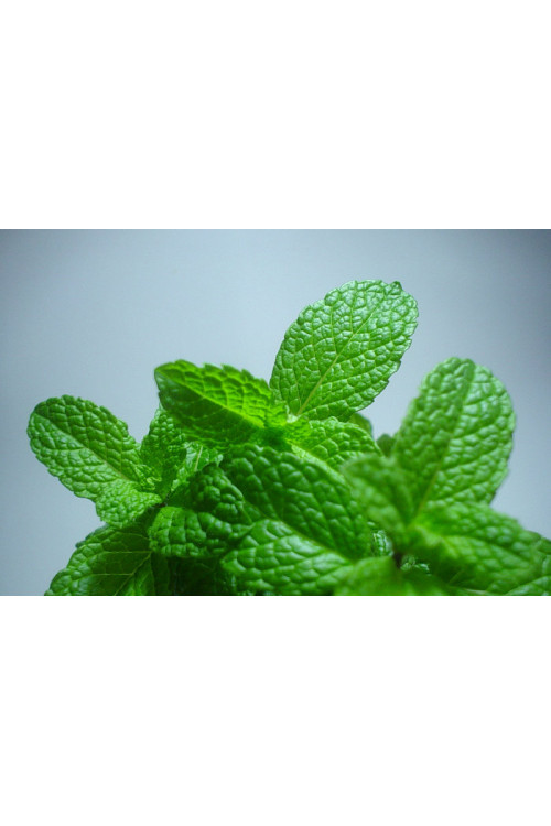 Mięta truskawkowa Mentha x piperita