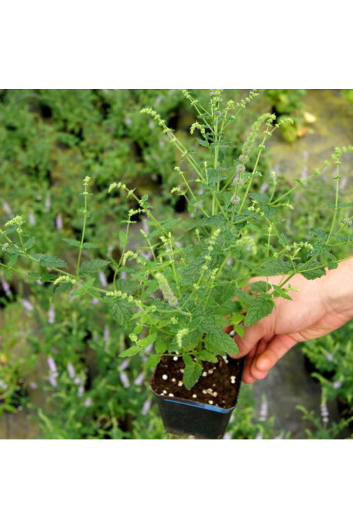 Mięta truskawkowa Mentha x piperita