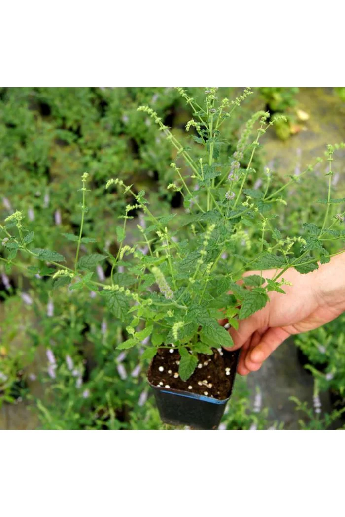 Mięta truskawkowa Mentha x piperita