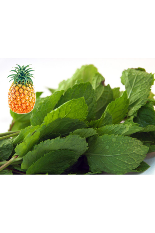 Mięta ananasowa Mentha rotundifolia