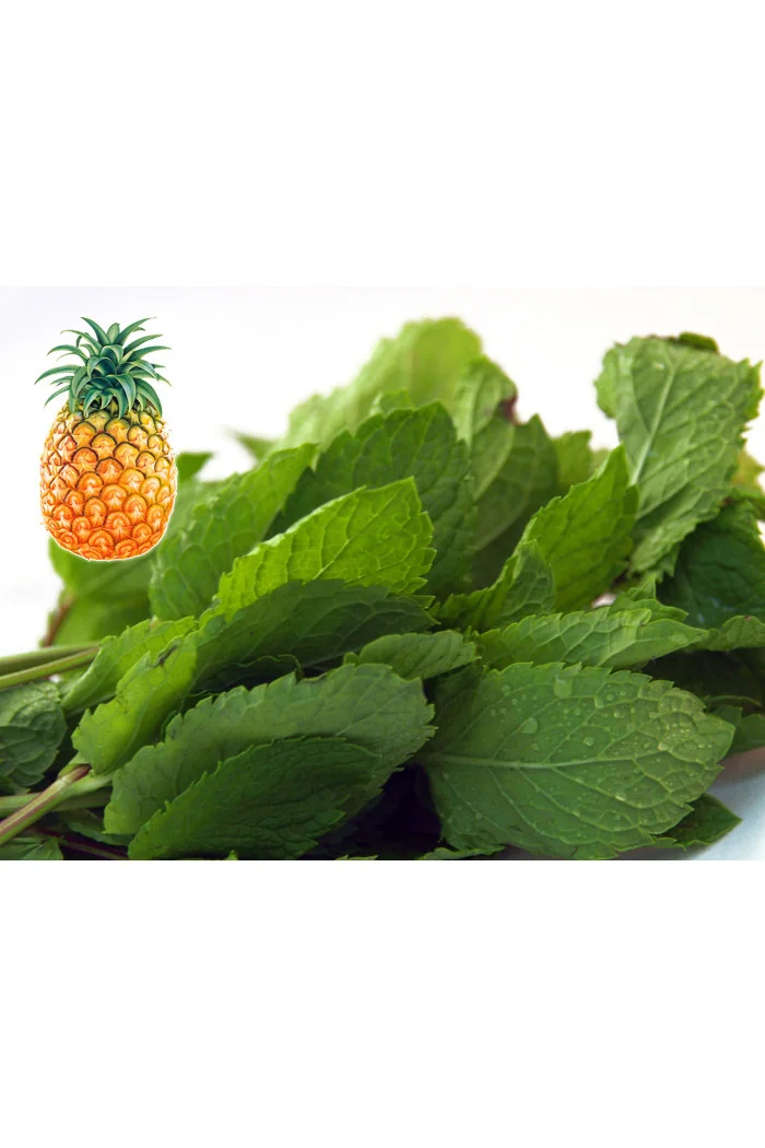 Mięta ananasowa Mentha rotundifolia