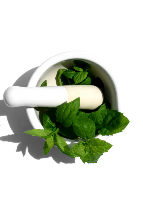 Mięta ananasowa Mentha rotundifolia