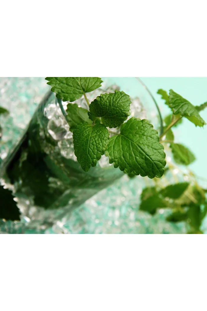 Mięta ananasowa Mentha rotundifolia