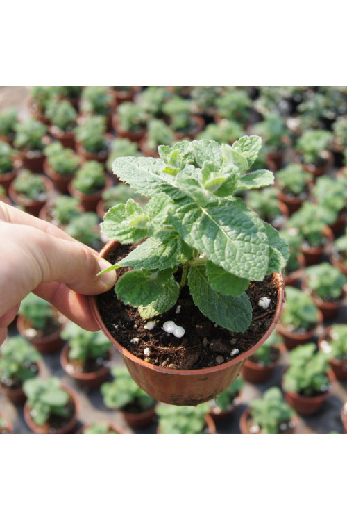 Mięta ananasowa Mentha rotundifolia
