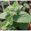 Mięta ananasowa Mentha rotundifolia