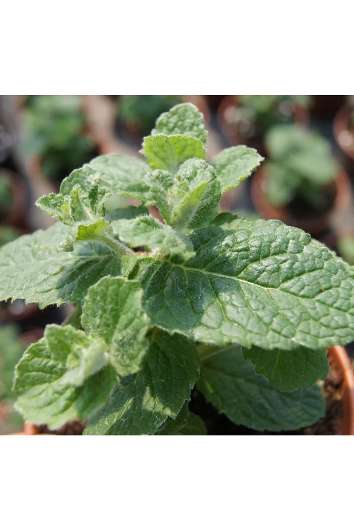 Mięta ananasowa Mentha rotundifolia