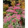 Rozchodnik okazały 'Brillant' | Sedum spectabile