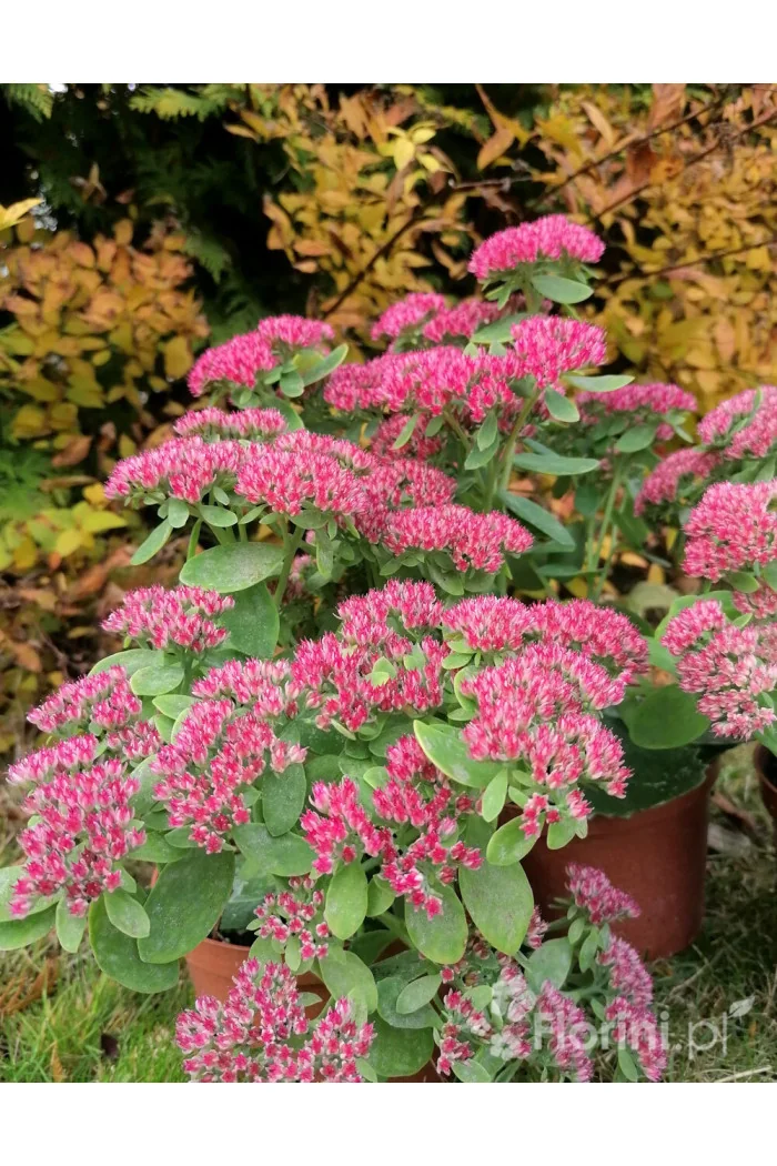 Rozchodnik okazały 'Brillant' | Sedum spectabile
