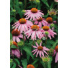 Jeżówka 'Kim's Knee Highl' Echinacea