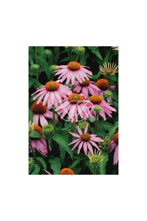 Jeżówka 'Kim's Knee Highl' Echinacea