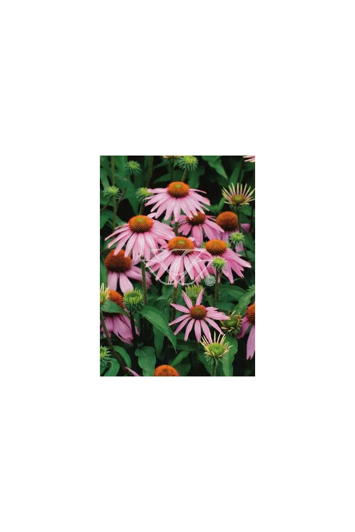 Jeżówka 'Kim's Knee Highl' Echinacea