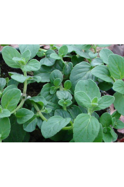 Mięta bananowa Mentha