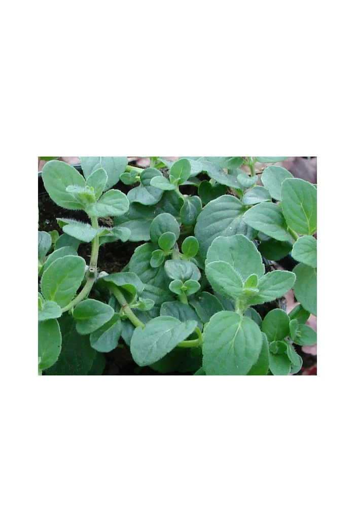 Mięta bananowa Mentha