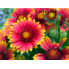 Gailardia 'Arizona Sun' | Gailardia