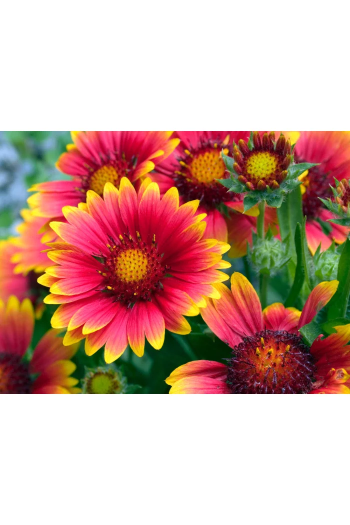 Gailardia 'Arizona Sun' | Gailardia