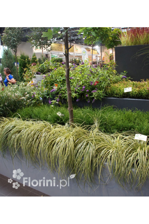 Turzyca oszimska 'Evergold' | Carex oshimensis