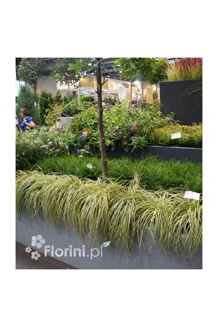 Turzyca oszimska 'Evergold' | Carex oshimensis