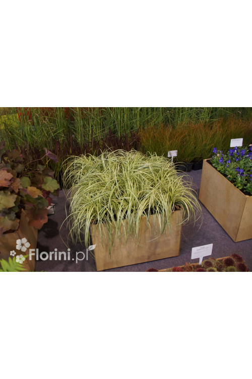 Turzyca oszimska 'Evergold' | Carex oshimensis