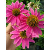 Jeżówka purpurowa 'Pow Wow Wild Berry' | Echinacea purpurea