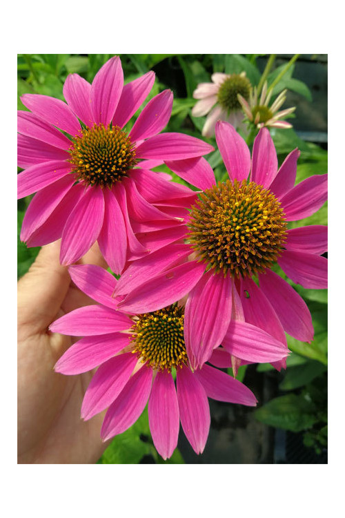 Jeżówka purpurowa 'Pow Wow Wild Berry' | Echinacea purpurea
