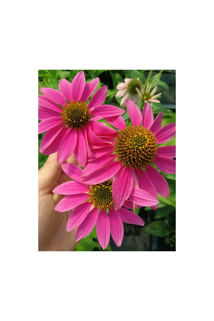 Jeżówka purpurowa 'Pow Wow Wild Berry' | Echinacea purpurea