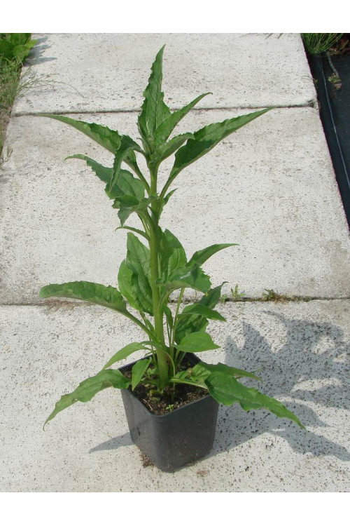 Jeżówka purpurowa 'Magnus' | Echinacea purpurea