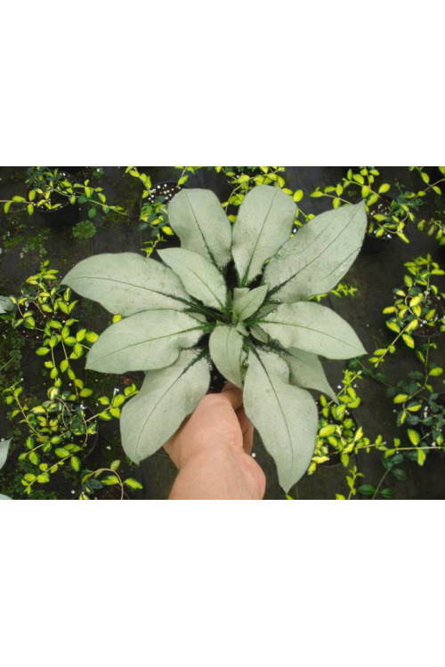 Miodunka 'Majeste' Pulmonaria