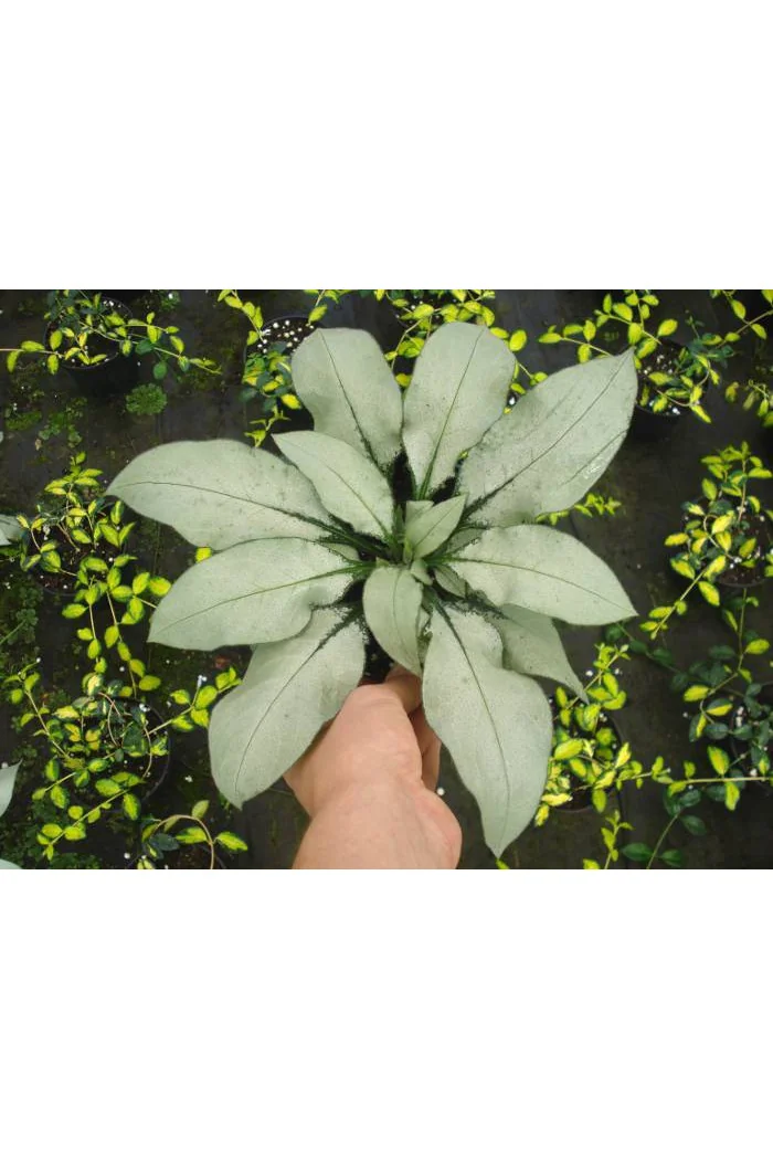 Miodunka 'Majeste' Pulmonaria