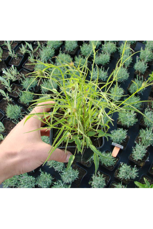 Zerwa Scheuchzera Phyteuma scheuchzeri