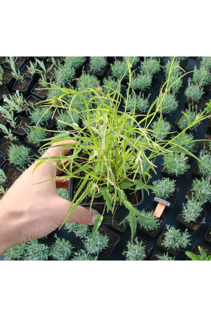 Zerwa Scheuchzera Phyteuma scheuchzeri