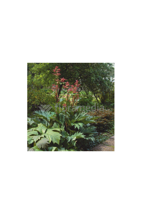 Rabarbar dłoniasty odm. tangucka