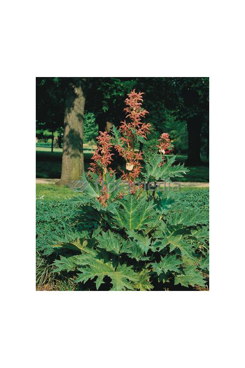 Rabarbar dłoniasty odm. tangucka