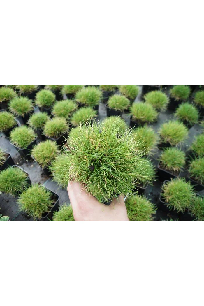 Kostrzewa miotlasta 'Teddybar' (niedźwiedzie futro) | Festuca scoparia