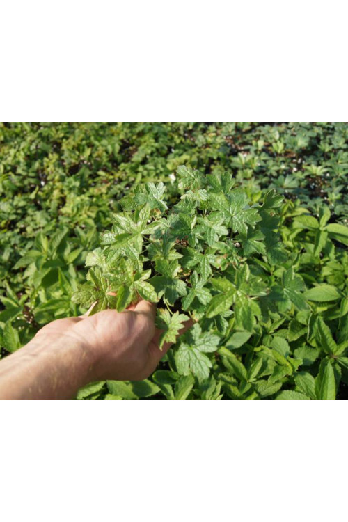 Bodziszek Endressa | Geranium endressii