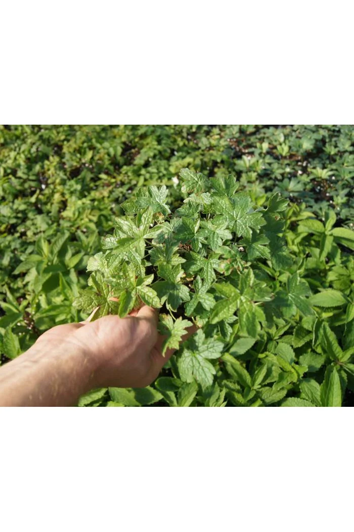 Bodziszek Endressa | Geranium endressii