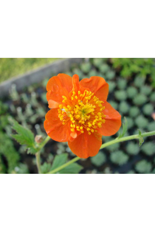 Kuklik szkarłatny 'Borisii Strain' | Geum coccineum