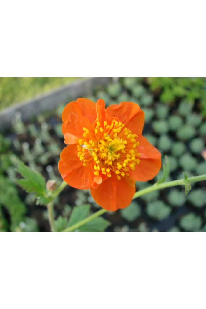 Kuklik szkarłatny 'Borisii Strain' | Geum coccineum