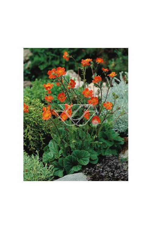 Kuklik szkarłatny 'Borisii Strain' | Geum coccineum